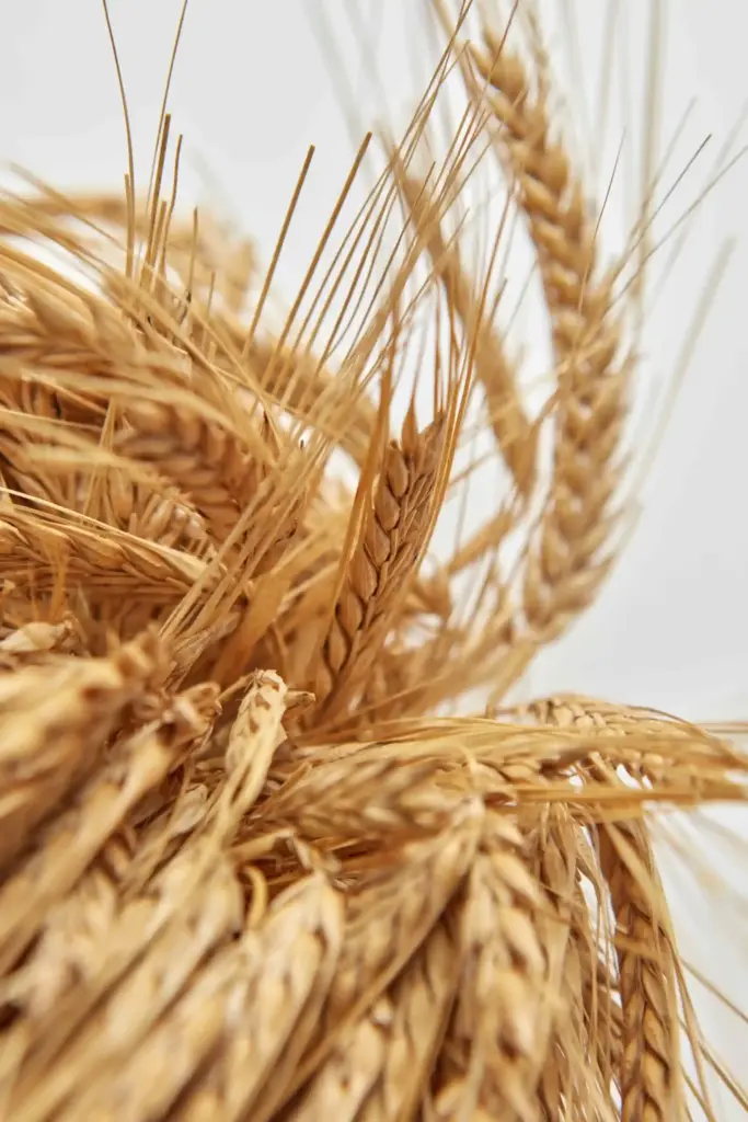 Q-Interline propose des solutions analytiques pour l'agriculture. Analyse représentative des céréales, du foin, de l'herbe, etc